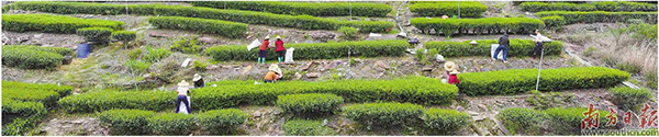 茶葉產業(yè).jpg